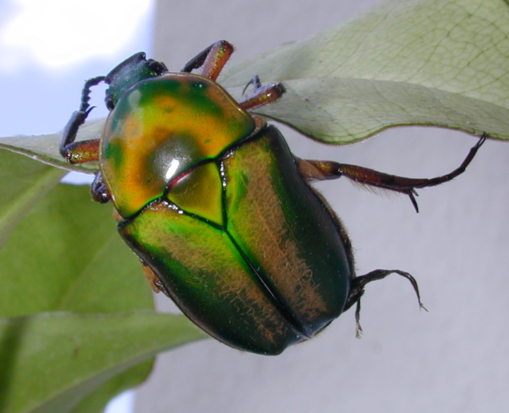 China Yunnan Cetoniinae s.p 23mm Rare Cetoniinae Flower Chafer